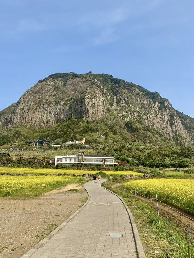 봄제주 필수코스 유채꽃밭💛