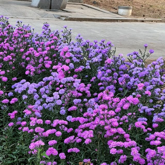 가을의 여의도공원 🍁🌼