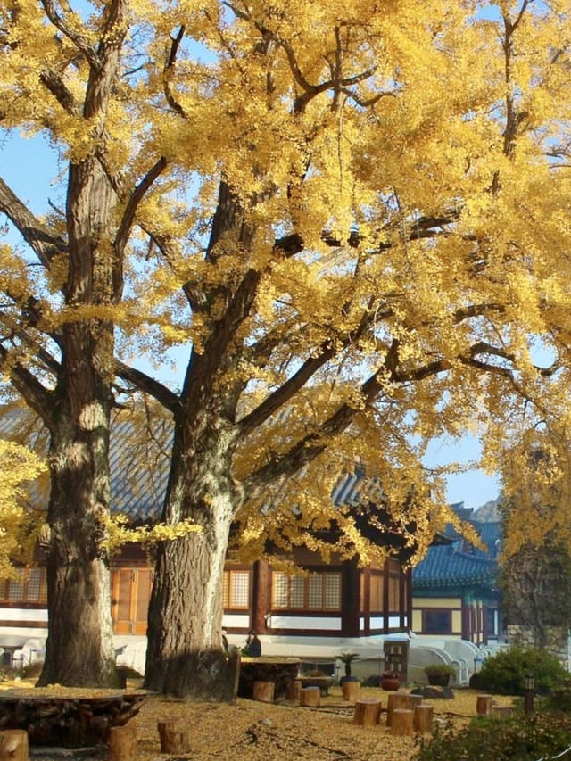 😌고즈넉하고 차분한 은행단풍 구경을 하기에 좋은 경북 청도 가을여행지 추천 🍁