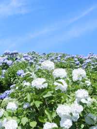 名古屋愛知縣：紫陽花之里