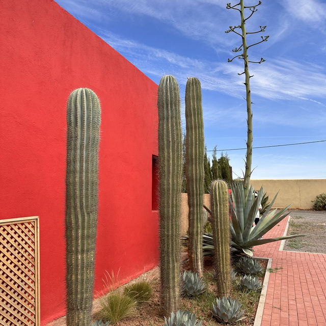 Cactus Thiemann 🌵仙人掌園