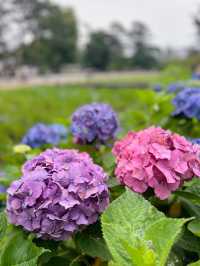 【神奈川】お城と紫陽花の風景