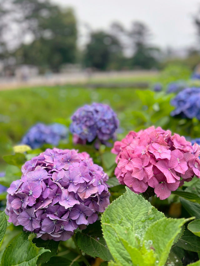 【神奈川】お城と紫陽花の風景