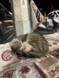 [トルコ　イスタンブール、カッパドキア] 猫天国な国トルコ！