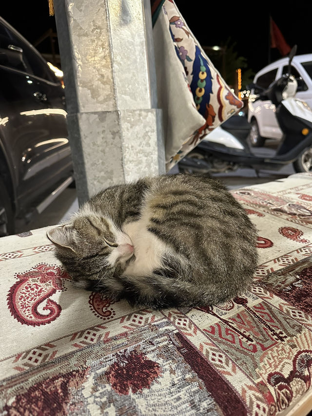[トルコ　イスタンブール、カッパドキア] 猫天国な国トルコ！