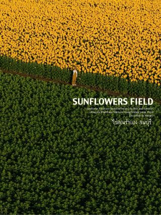 Rai Khun Ramyong, a sunflower field blooming on 75 rai of land.