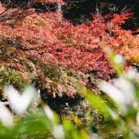  Monet's pond