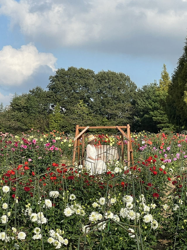 広島観光☺️🌼世羅高原農場🌸☺️四季折々の花々を楽しもう💐