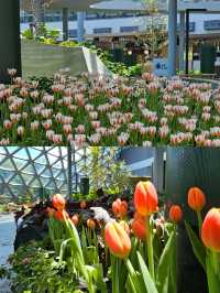 สัมผัสความงามของพรรณไม้เมืองหนาว 🌷