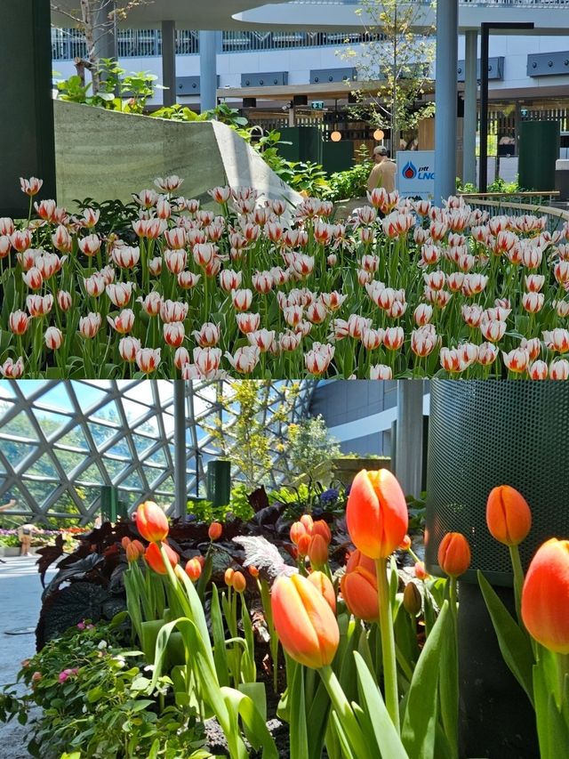 สัมผัสความงามของพรรณไม้เมืองหนาว 🌷