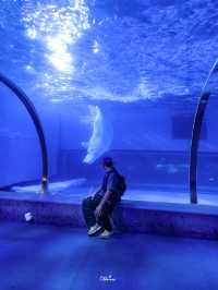 Zhengjia Polar Ocean Worldอควาเรียมสุดอลังกวางโจว