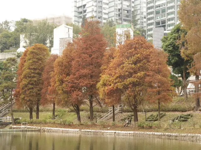 It's that time of the year again to enjoy the autumn foliage at CUHK.