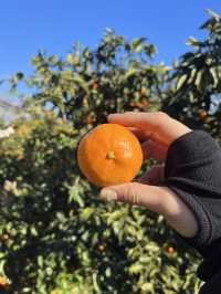 감귤 수확 체험 [제주에인감귤밭]🍊
