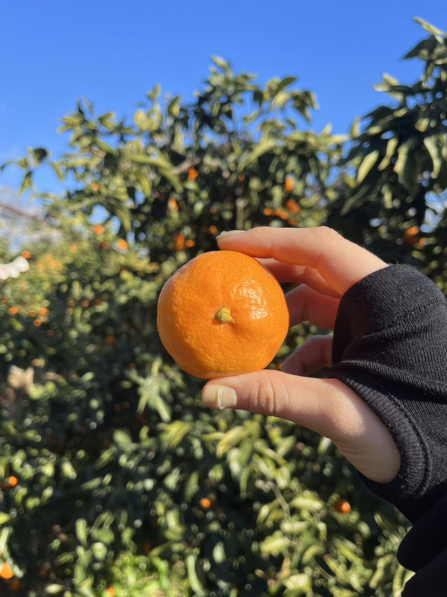 감귤 수확 체험 [제주에인감귤밭]🍊