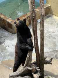 ［北卡旅遊］cherokee bear zoo-分享但不一定推薦🐻🐾