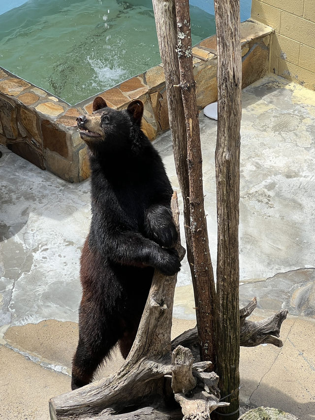 ［北卡旅遊］cherokee bear zoo-分享但不一定推薦🐻🐾