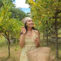 เลมอน🍋ฟาร์มสุข เติมความสดชื่นที่สวนผึ้ง 