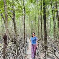Ca Mau Primeval forest park 