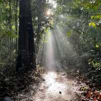 MacRitchie Reservoir Park