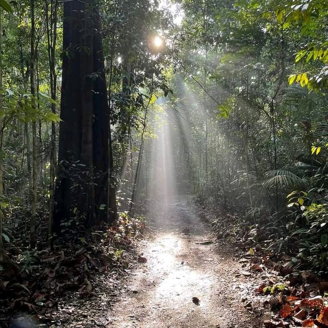 MacRitchie Reservoir Park