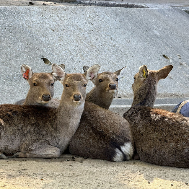 福岡市動植物園 - 在紅葉之美下的奇妙世界
