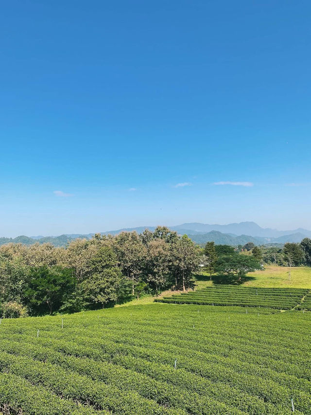จิบชาชมวิวปังไม่ไหวที่ไร่ชาฉุยฟง เชียงราย🍵🌱🌱