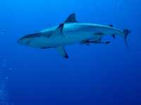 Diving in Palau 
