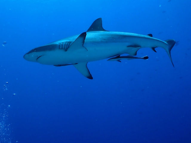 Diving in Palau 