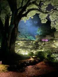 teamLab Forest Fukuoka: Step Into a World of Digital Wonder