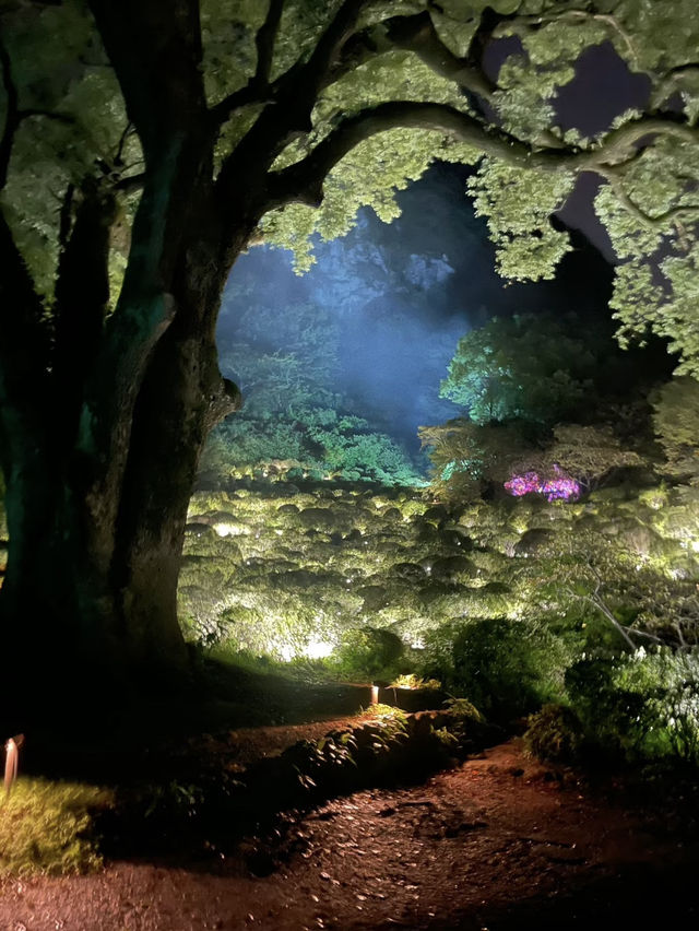 teamLab Forest Fukuoka: Step Into a World of Digital Wonder