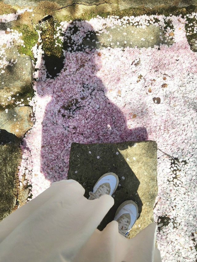 영암 벚꽃