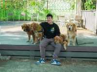 新竹｜超萌寵物餐廳竟然有11隻黃金獵犬！