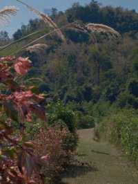 Into the Wild: Camping Adventure at Kaeng Krachan National Park 