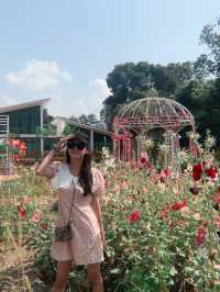 December Garden at Pyin Oo Lwin 