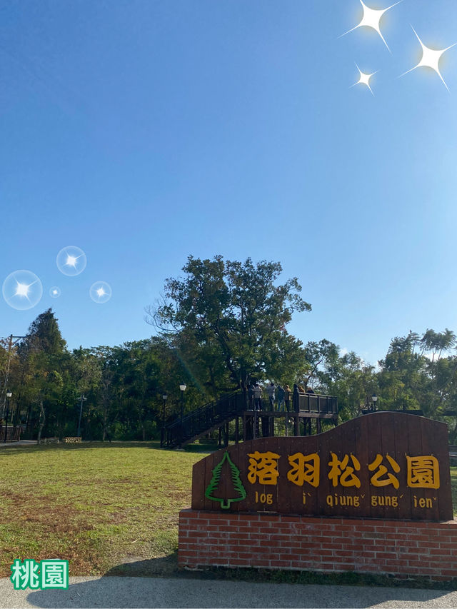 桃園 大溪 落羽松公園  秋冬轉瞬之美