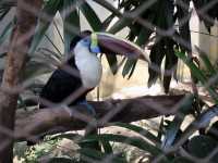 Feathers, Fun, and Nature: Discover the Magic of KL Bird Park