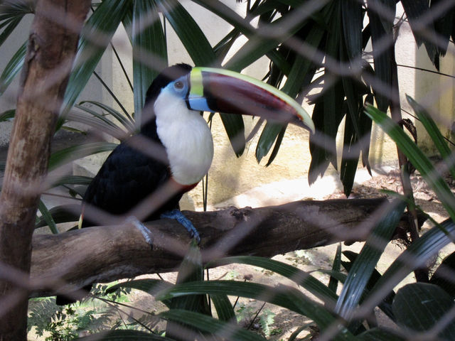 Feathers, Fun, and Nature: Discover the Magic of KL Bird Park