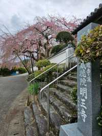 【明王寺のしだれ桜】