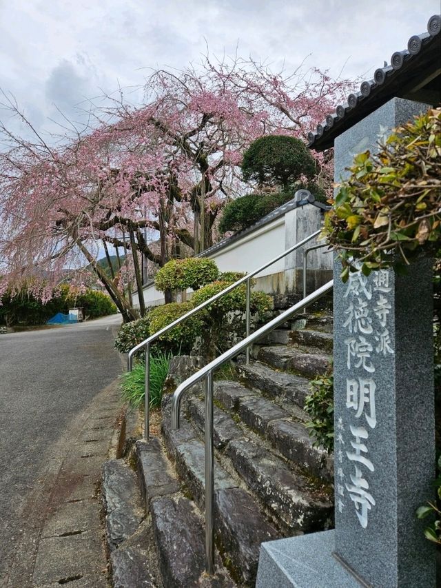 【明王寺のしだれ桜】