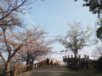 長崎市賞櫻勝地🌸立山公園+ 櫻花祭典