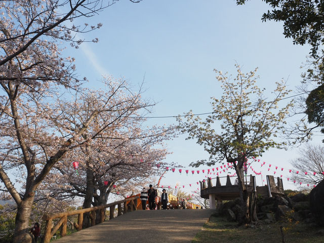 長崎市賞櫻勝地🌸立山公園+ 櫻花祭典