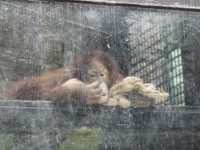 Nature in the City: Exploring Hong Kong Zoo and Botanical Gardens