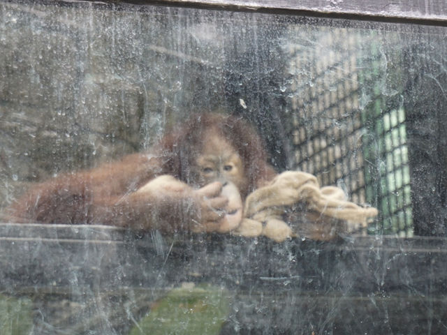 Nature in the City: Exploring Hong Kong Zoo and Botanical Gardens