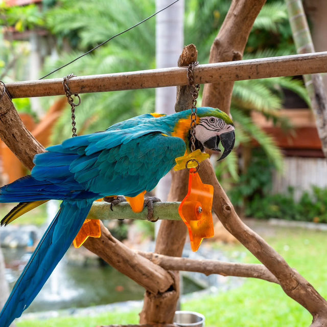 Anantara Hua Hin Resort 