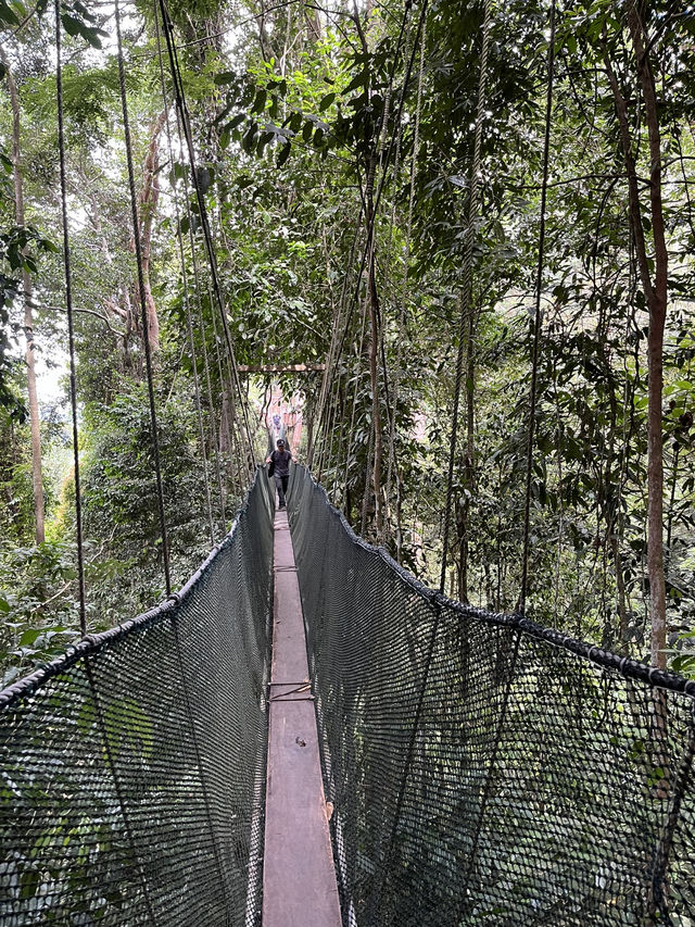 挑戰懼高症成功～神山樹頂吊橋