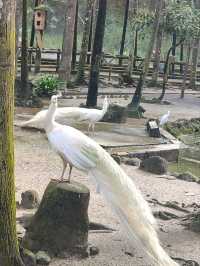Labuan Pearl of Borneo