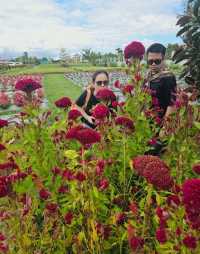 Go to garden in a day 🌻🌼🌺🌾🌷🏵🌸