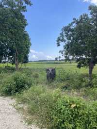 The Road to Waikuri Beach: A Drive Through Sumba’s Countryside