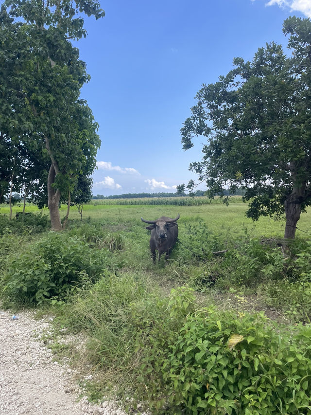 The Road to Waikuri Beach: A Drive Through Sumba’s Countryside