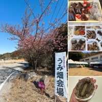 【津久見】九州一早い桜の便り🌸河津桜🌸